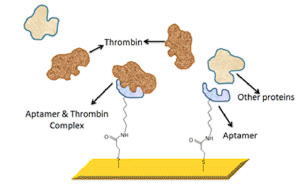 Image: Diagram of an expanded view of the aptamer-functionalized Surface Plasmon Resonance gold chip surface. (Image courtesy of University of Toledo).